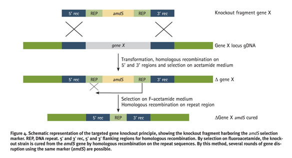 Schematic representations of the flanking regions of the target gene