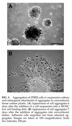 Examination of ZEB2J cultures for ES cell characteristics. (A) Cells at