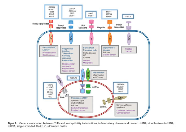 Relevance of single-nucleotide polymorphisms in human TLR genes to 