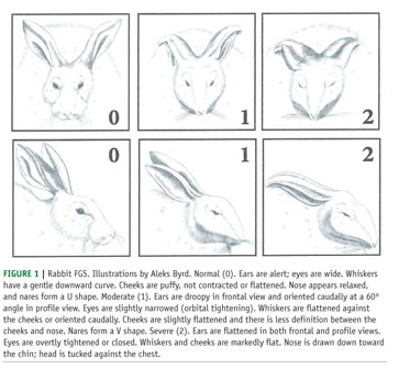 Grimace scale: Rabbit