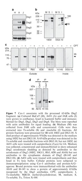 The different functions and clinical significances of caveolin-1 in human  adenocarcinoma and squamous cell carcinoma - Document - Gale OneFile:  Health and Medicine