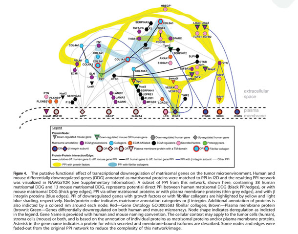 Integrin Alpha 11 Beta 1 Regulates Cancer Stromal Stiffness And Promotes Tumorigenicity And Metastasis In Non Small Cell Lung Cancer Document Gale Onefile Health And Medicine