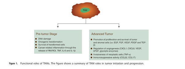 The different functions and clinical significances of caveolin-1 in human  adenocarcinoma and squamous cell carcinoma - Document - Gale OneFile:  Health and Medicine