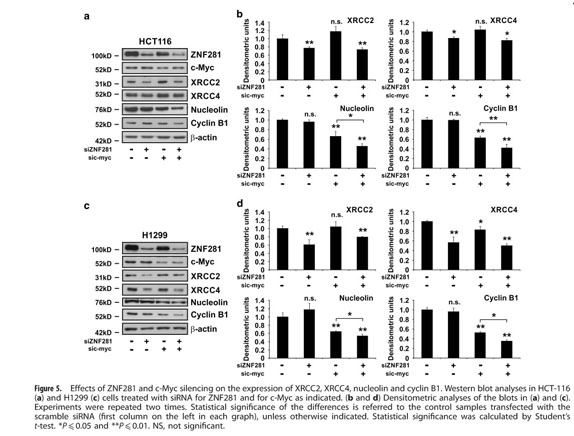 Znf281 Contributes To The Dna Damage Response By Controlling The Expression Of Xrcc2 And Xrcc4 Document Gale Academic Onefile