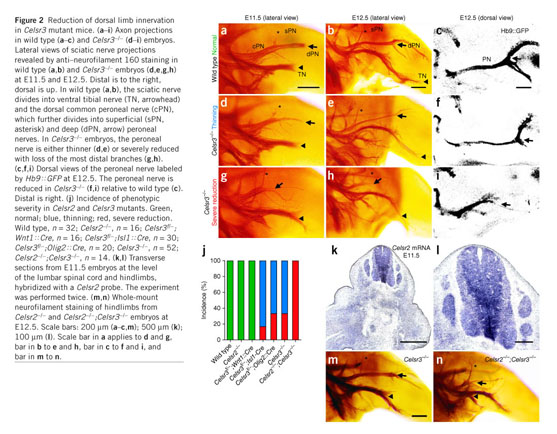 Celsr3 is required in motor neurons to steer their axons in the