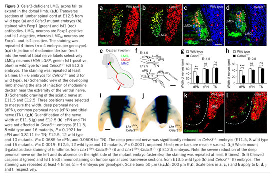 Celsr3 is required in motor neurons to steer their axons in the