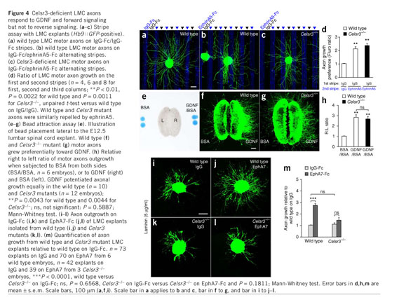 Celsr3 is required in motor neurons to steer their axons in the