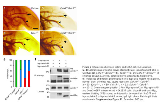 Celsr3 is required in motor neurons to steer their axons in the