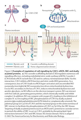 The different functions and clinical significances of caveolin-1 in human  adenocarcinoma and squamous cell carcinoma - Document - Gale OneFile:  Health and Medicine