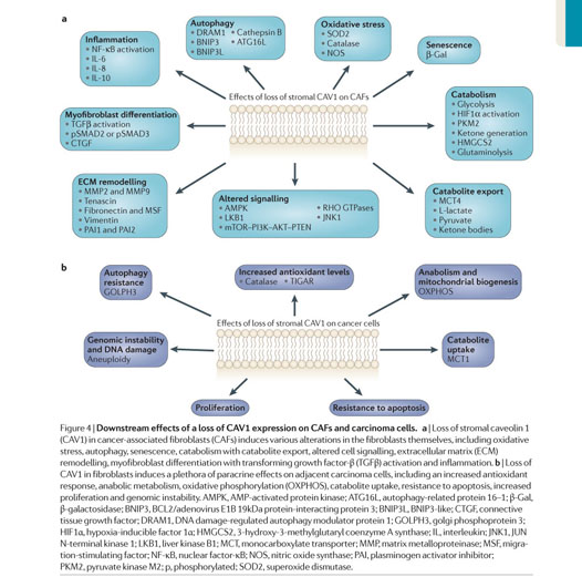 The different functions and clinical significances of caveolin-1 in human  adenocarcinoma and squamous cell carcinoma - Document - Gale OneFile:  Health and Medicine