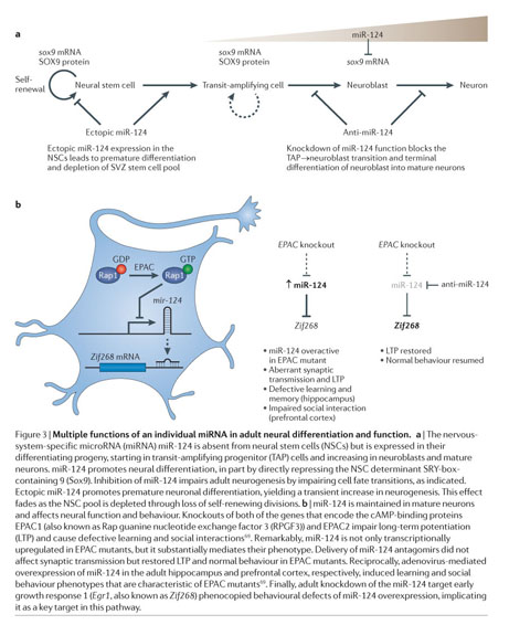 Knockout of miR-144/451 cluster aggravated neurological function and