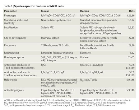 Marginal zone B cells: virtues of innate-like antibody-producing ...