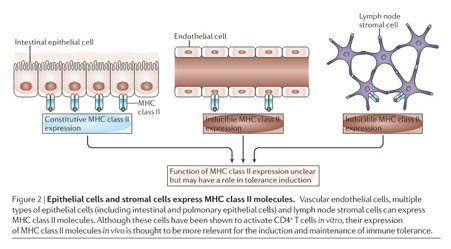 Atypical MHC class II-expressing antigen-presenting cells: can
