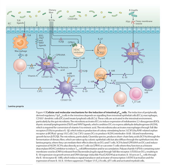 Development and maintenance of intestinal regulatory T cells - Document ...