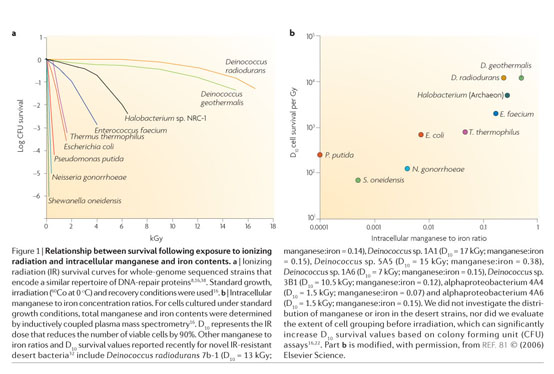 Deinococcus radiodurans nucleoid and distribution states of the