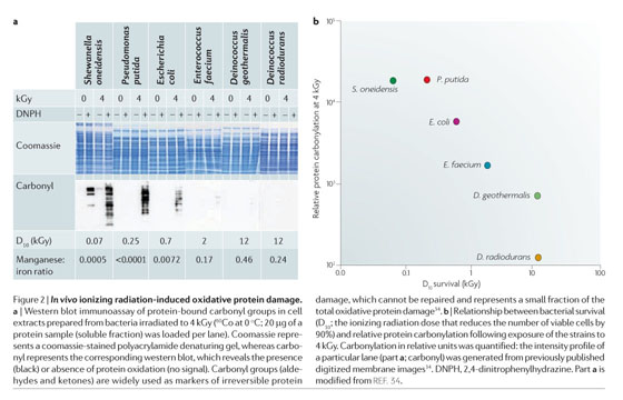 A new perspective on radiation resistance based on Deinococcus