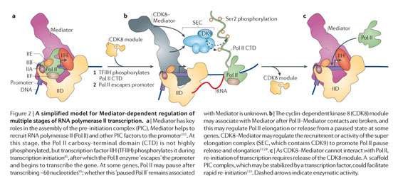 The Mediator complex: a central integrator of transcription