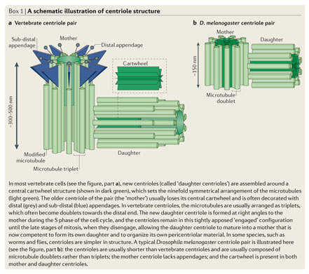 Centriolar satellites: busy orbits around the centrosome.