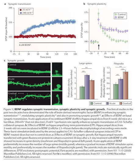 BDNF-based synaptic repair as a disease-modifying strategy for 