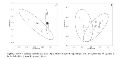 Feeding Aspects Of Knodus Heteresthes Eigenmann 1908 And Moenkhausia Lepidura Kner 1858 Characiformes Characidae In The Teles Pires And Juruena Rivers Southern Amazon Aspecto Alimentar De Knodus Heteresthes Eigenmann 1908 E Moenkhausia