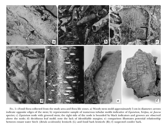 Younger Dryas “black mats” and the Rancholabrean termination in North  America