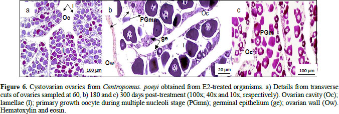 Gale Onefile Informe Academico Document Functional Feminization Of The Mexican Snook Centropomus Poeyi Using 17 Beta Estradiol In The Diet