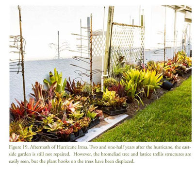 Fitting 2,000 Bromeliads, a House, and a Pool into a City Lot--Bromeliads  Everywhere! - Document - Gale Academic OneFile