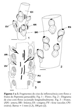 Diagrama para Morfologia e anatomia da flor