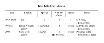 Rare 'rat king' taken to University of Tartu Natural History Museum, News