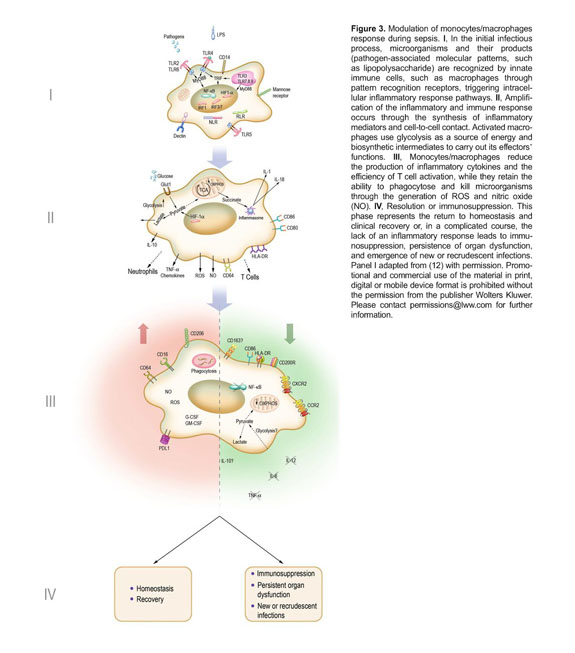 Sepsis: evolving concepts and challenges - Document - Gale OneFile 