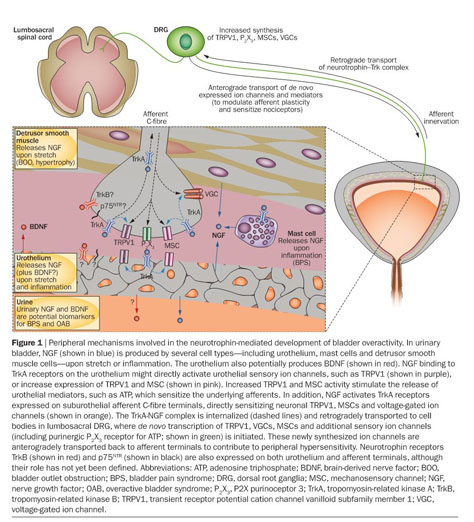 Neurotrophins as regulators of urinary bladder function