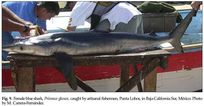 Current knowledge on biology, fishing and conservation of the blue shark  (Prionace glauca)