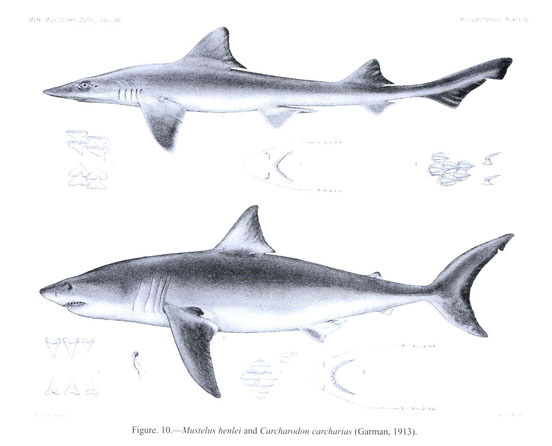 Historical knowledge of sharks: ancient science, earliest American ...