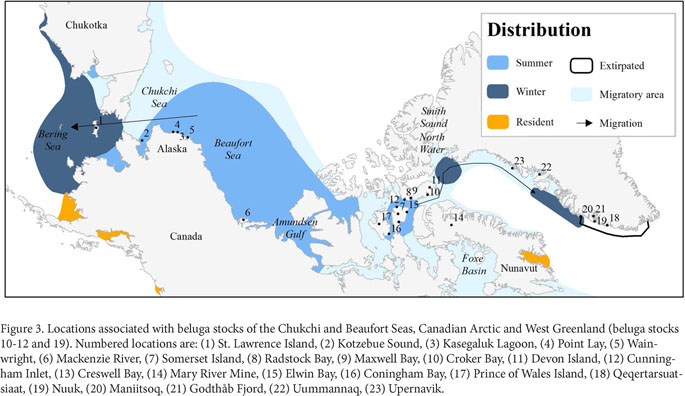 Pathologic Findings and Trends in Mortality in the Beluga (Delphinapterus  leucas) Population of the St Lawrence Estuary, Quebec, Canada, From 1983 to  2012 - S. Lair, L. N. Measures, D. Martineau, 2016