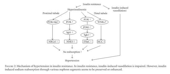 Gale Onefile Health And Medicine Document Insulin Resistance Obesity Hypertension And Renal Sodium Transport