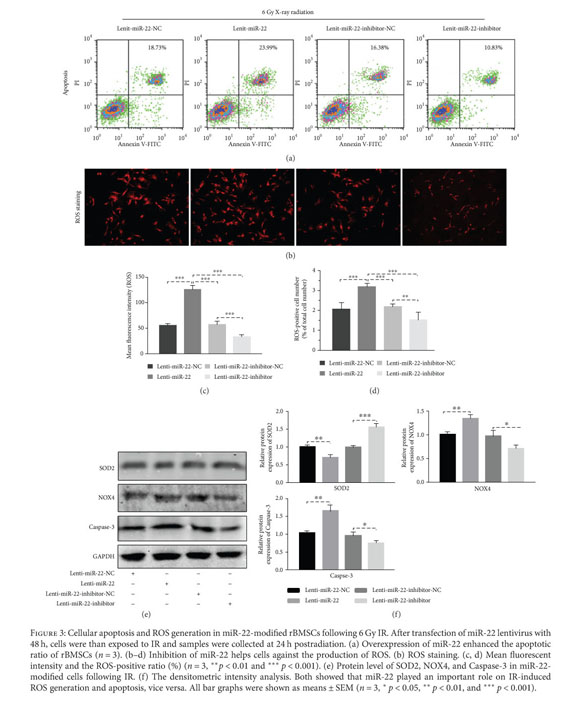 Radiation Induces Apoptosis And Osteogenic Impairment Through Mir 22 Mediated Intracellular Oxidative Stress In Bone Marrow Mesenchymal Stem Cells Document Gale Academic Onefile