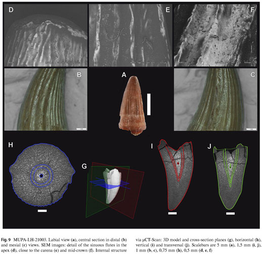 Ketobk Pianta Risurrezione Viva Rosa Di Gerico Dinosauro Pianta Aria Felce  Spike Muschio