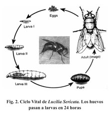 Larvaterapia. Revisión sistemática de evidencia científica. - Document ...