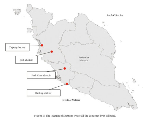 Occurrence Morphometric And Molecular Investigation Of Cattle And Buffalo Liver Adult Fluke In Peninsular Malaysia Main Abattoirs Document Gale Onefile Health And Medicine