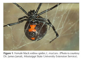 Spiders: Brown Recluse and Black Widow  Mississippi State University  Extension Service