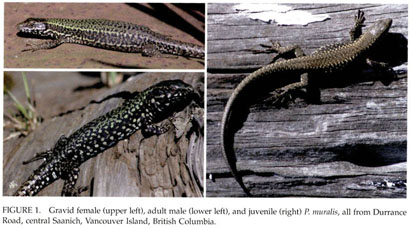 The wall lizard invasion of Vancouver Island 