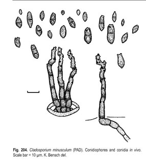 The genus Cladosporium - Document - Gale Academic OneFile