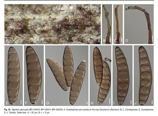 Helminthosporium nodulosum, A pinworms befolyásolja a testet
