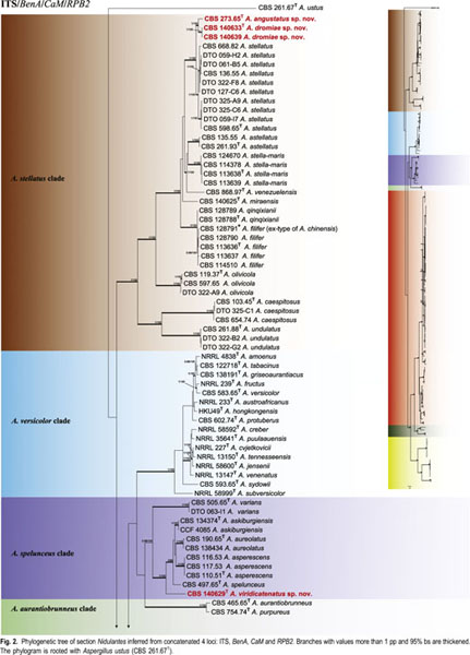 Aspergillus Section Nidulantes Formerly Emericella Polyphasic Taxonomy Chemistry And Biology Document Gale Academic Onefile