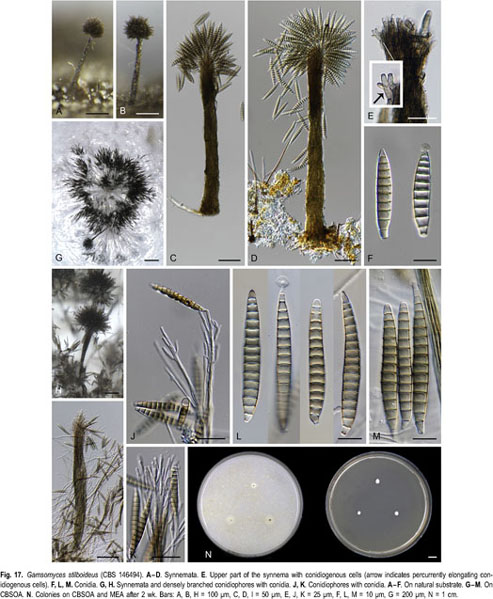 New insights into the systematics of Bactrodesmium and its allies and  introducing new genera, species and morphological patterns in the  Pleurotheciales and Savoryellales (Sordariomycetes). - Document - Gale  OneFile: Health and Medicine