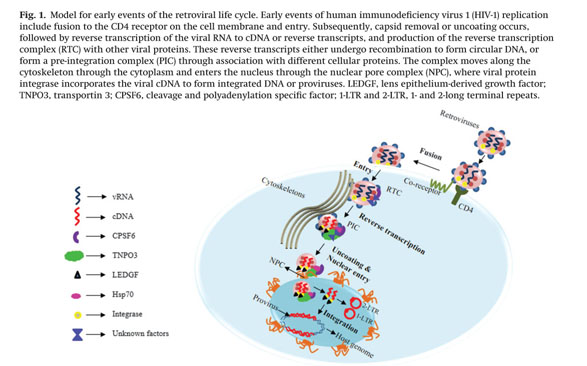 Cellular And Viral Determinants Of Retroviral Nuclear Entry Document Gale Academic Onefile