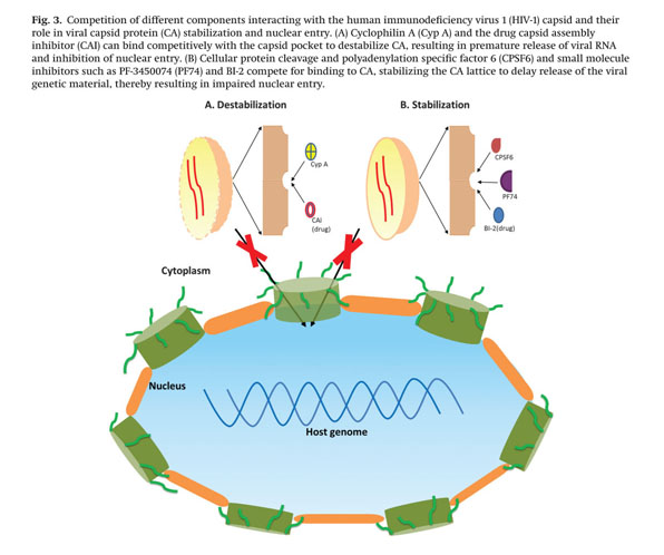 Cellular And Viral Determinants Of Retroviral Nuclear Entry Document Gale Academic Onefile