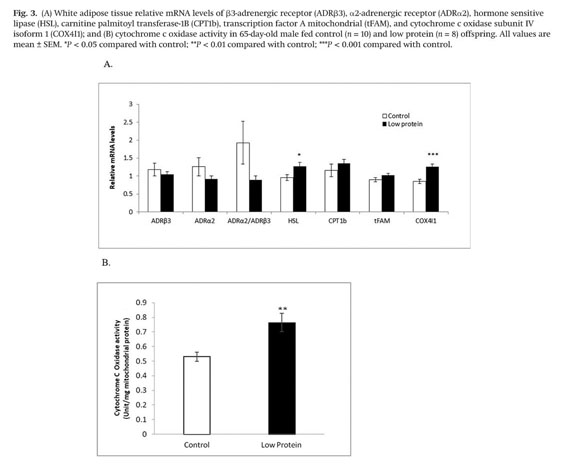 Decreased Liver Triglyceride Content In Adult Rats Exposed To Protein Restriction During Gestation And Lactation Roles Of Hepatic Lipogenesis And Lipid Utilization In Muscle And Adipose Tissue Document Gale Onefile