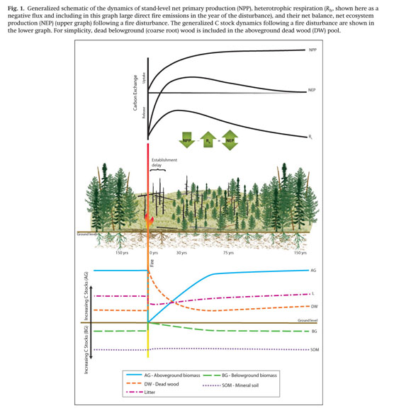 1. A schematic representation of treeline terminological conventions