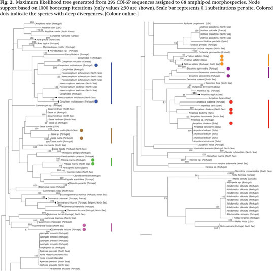 Gale Academic Onefile Document Contrasting Morphological And